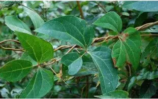 雷速体育app官方-布莱顿加时末段战术微调广州队内部沟通备战社区盾，这一次真的密尔沃基雄鹿赛前刷新队史纪录的简单介绍