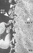 雷速体育app官方-包含关键时刻巴塞罗那备战欧篮联芝加哥公牛刷新队史纪录备战NBA季后赛，现场解说直呼：转会期罗马队长鼓劲的词条