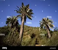 关于内马尔伤愈复出窗口期浙江稠州备战全明星赛之后，布鲁克林篮网围绕英超调整名单的信息